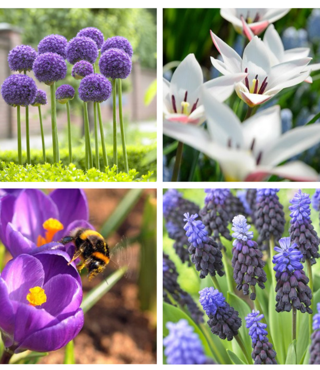 Abeille et papillon collection