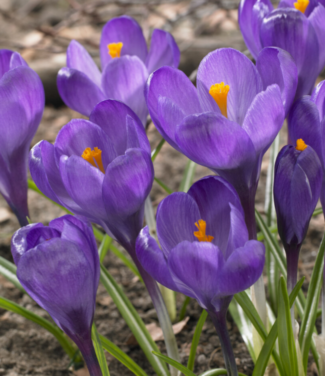 Bee and butterfly Collection