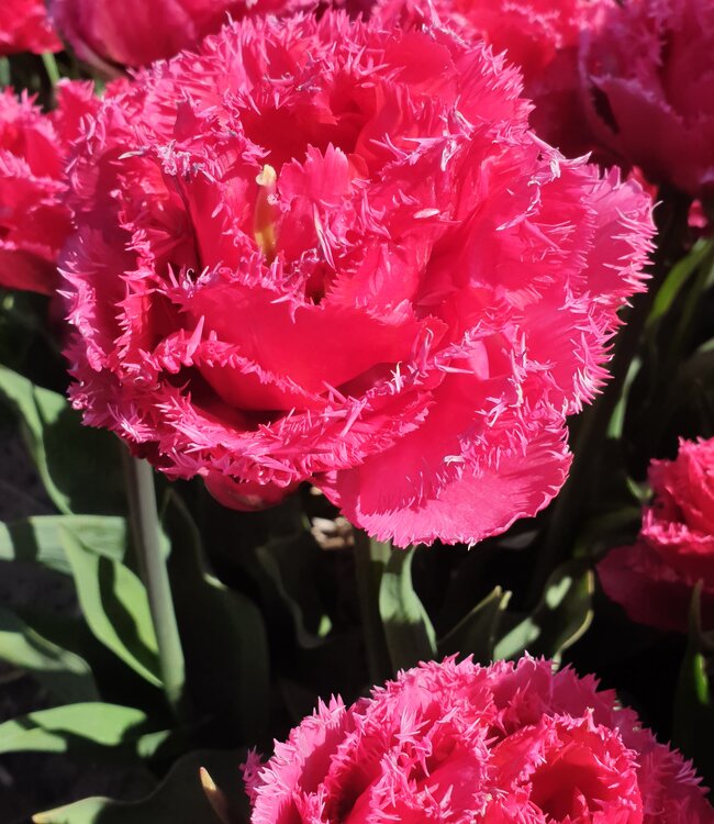 Tulipa Wind of Change