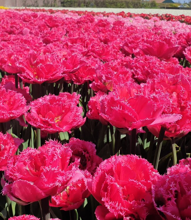 Tulipa Wind of Change