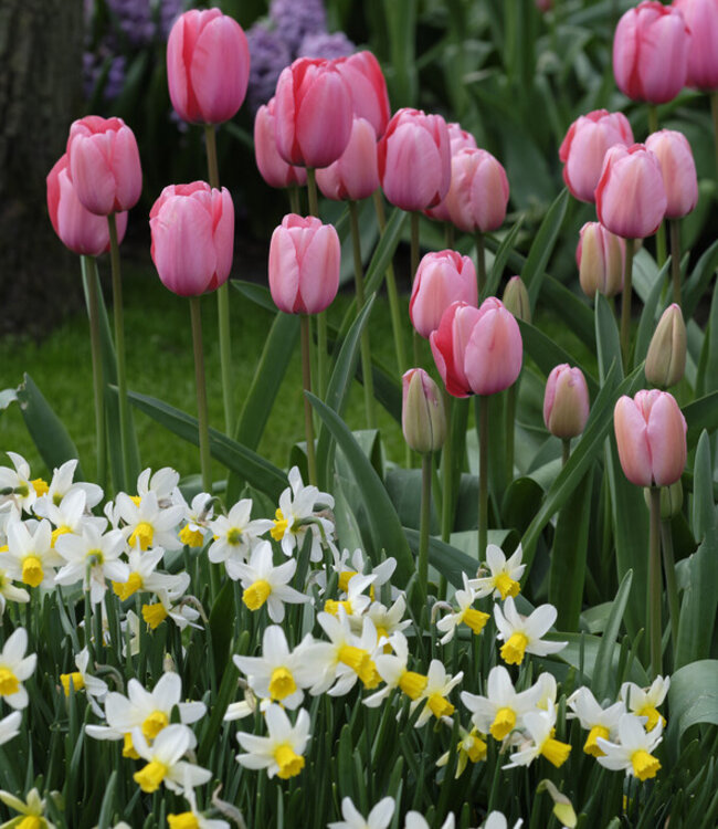 Tulipa Pink Impression