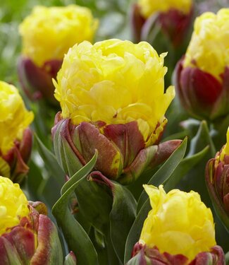 Tulip Ice Cream Banana