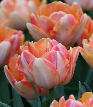 Tulipan Foxy Foxtrot