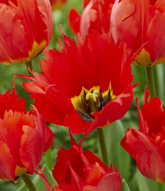 Tulp Robbedoes