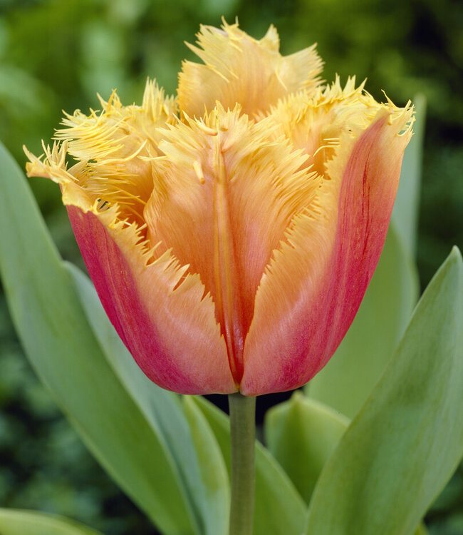Tulipe Lambada