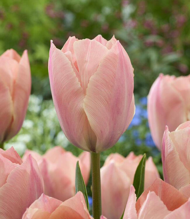 Tulip Salmon van Eijk
