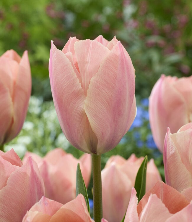 Tulipa Salmon van Eijk