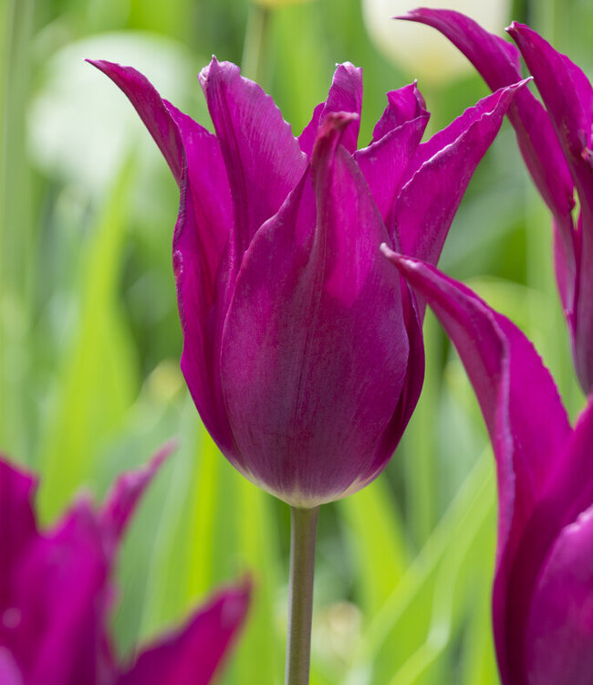 Tulipan Purple Heart