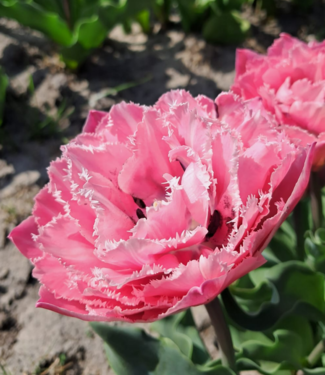 Tulpe Sugar Crystal