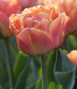Tulipe Lorenzo