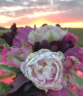 Mieszanka tulipanów Pink Sunset