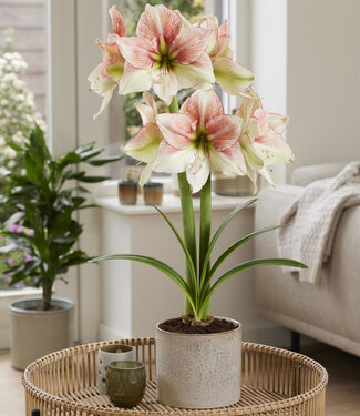 Amaryllis Grandise Fantasy