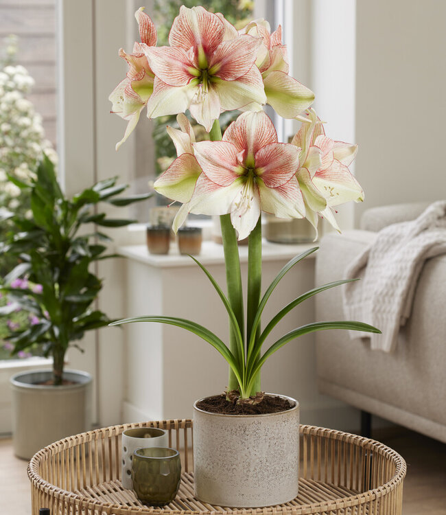 Amaryllis Grandise Fantasy