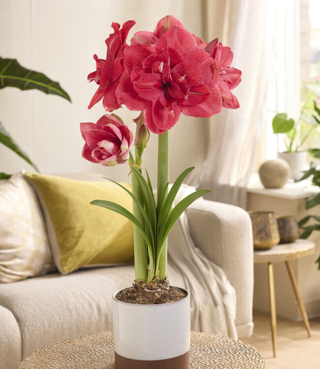 Amaryllis Pink Symphony