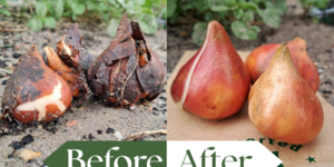 Från lök till blomma