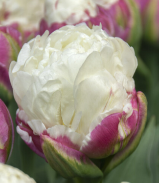 Tulip Ice Cream