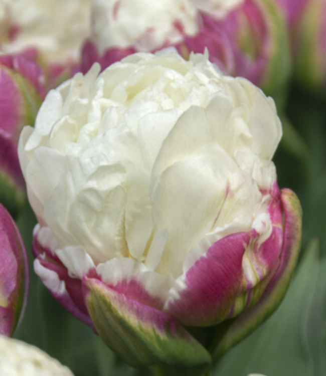 Tulpe Ice Cream
