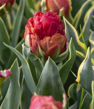 Tulip Ice Cream Sorbet