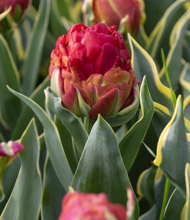 Tulipa Ice Cream Sorbet