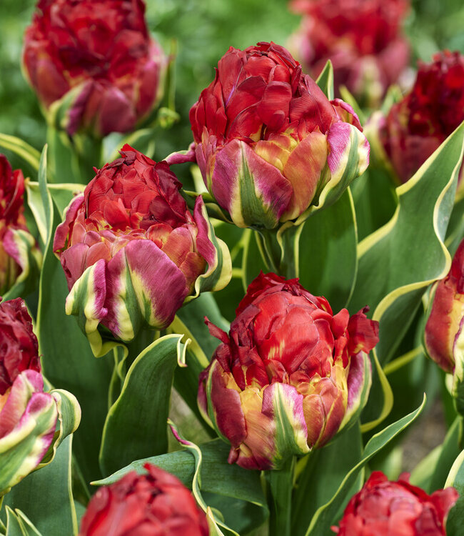 Tulipa Ice Cream Sorbet