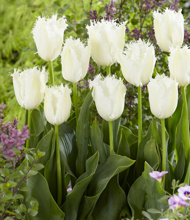 Tulipa Noordeinde