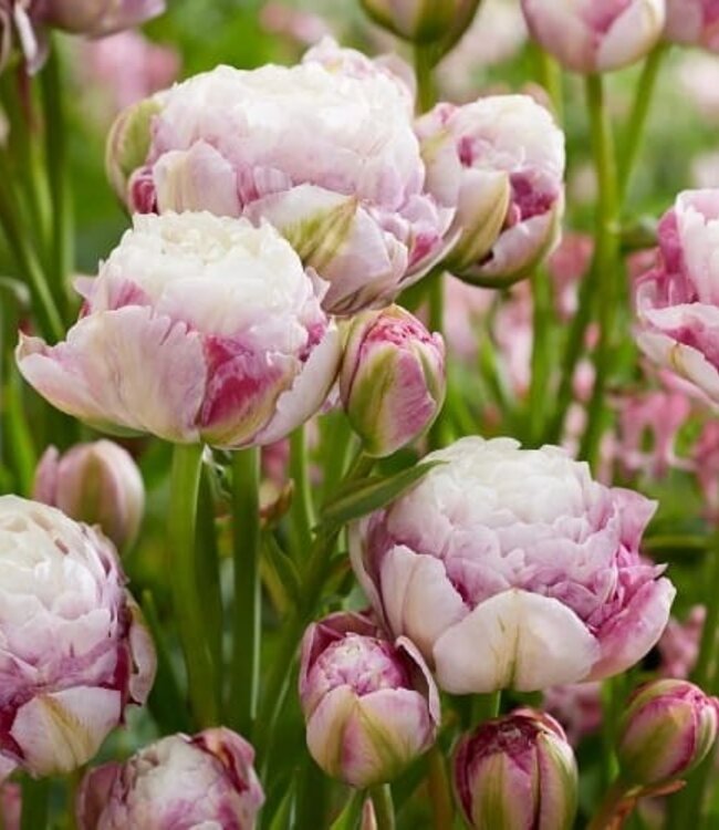 Tulipa Double Surprise