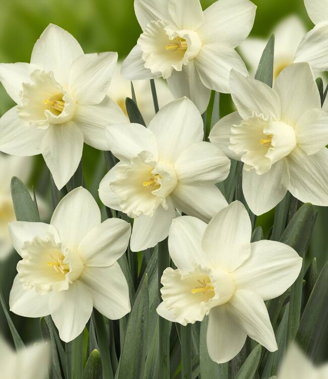 Narcissus Snowy Mountain