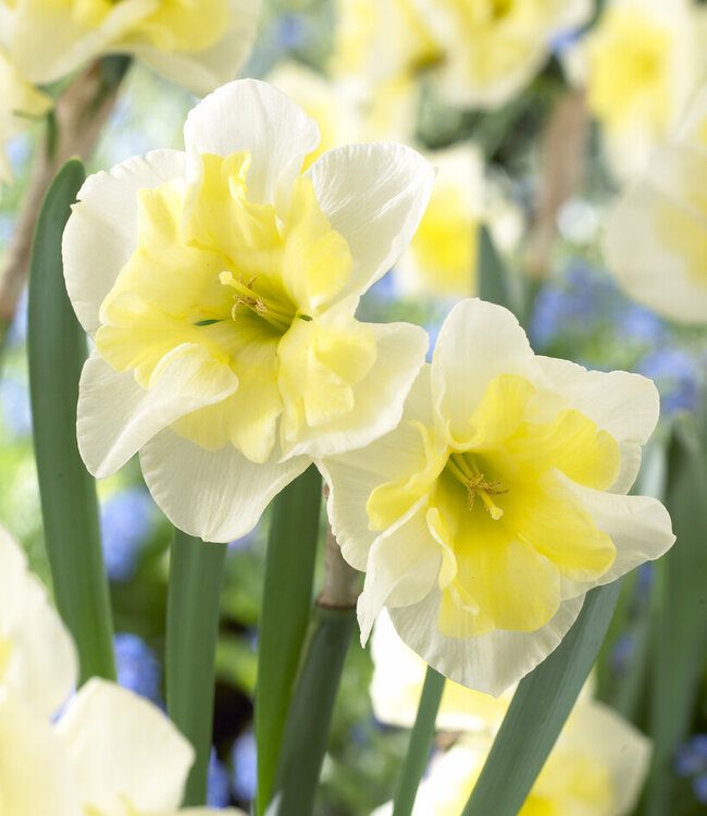 Narcissus Smiling Twin