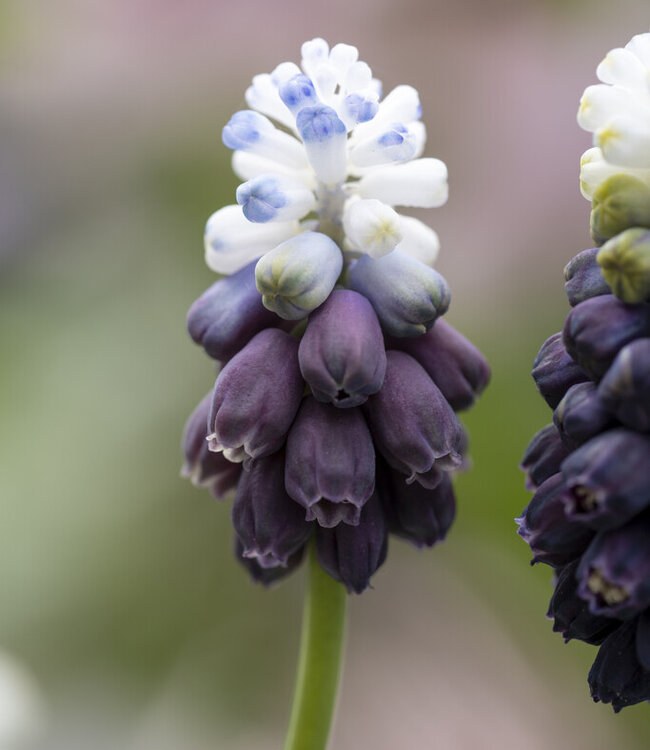 Muscari Grape Ice