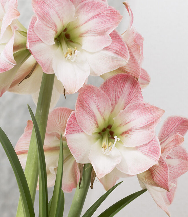 Amaryllis Apple Blossom