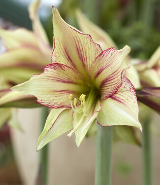 Amaryllis  Magic Green