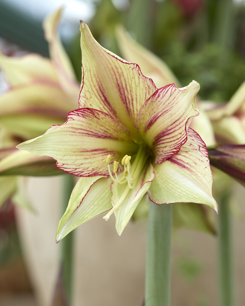 Amaryllis Magic Green - special colours! - Tulip Store