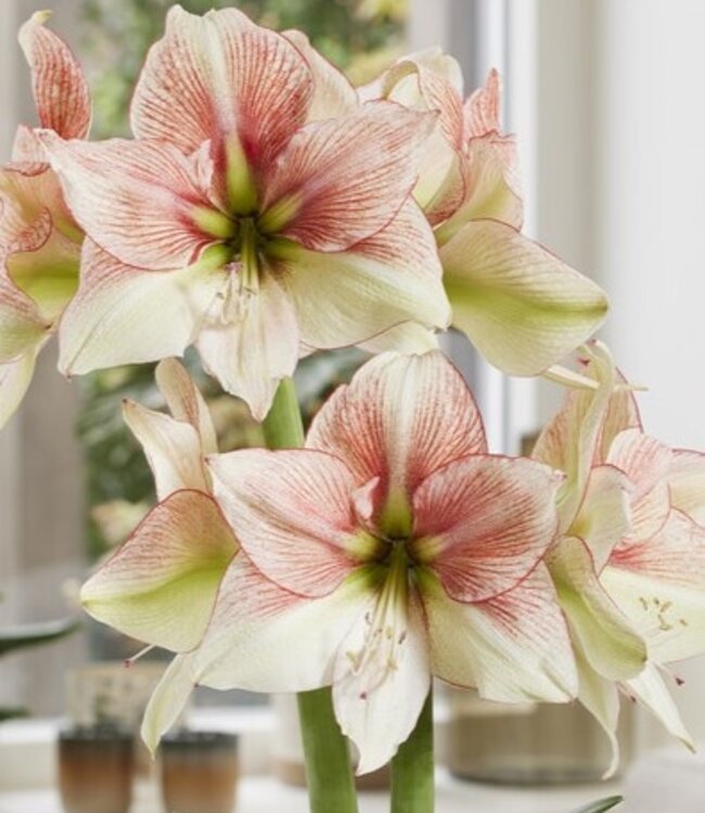Amaryllis Grandise Fantasy