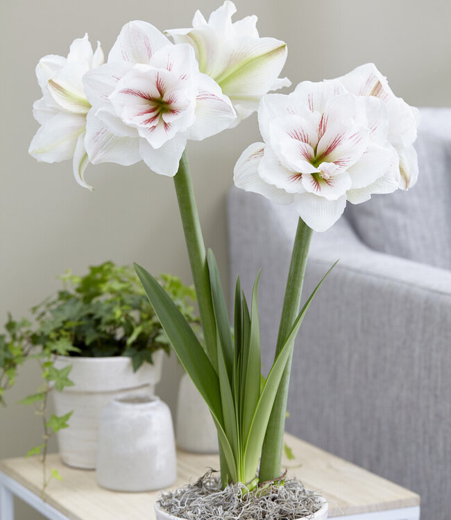 Amaryllis Aquaro