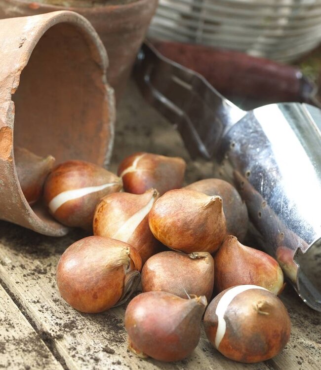 Tulipa Apricot van Eijk
