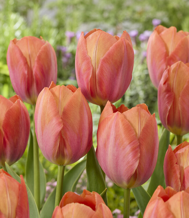 Tulipa Apricot van Eijk