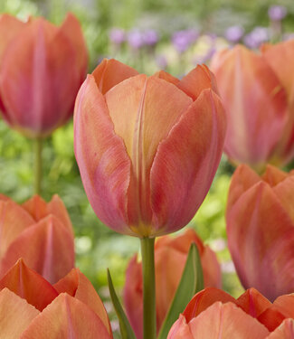 Tulipan Apricot van Eijk