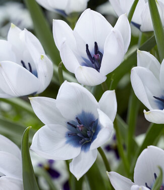 Tulipan Alba Coerulea Oculata