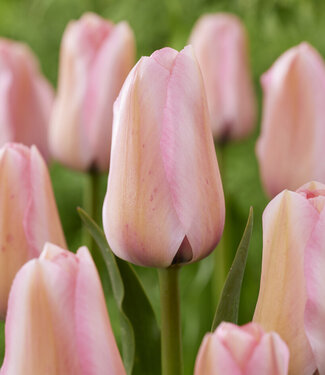Tulipan Bella Blush
