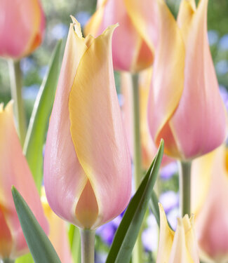 Tulipe Blushing Lady