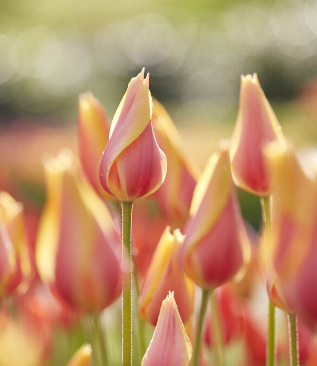 Tulipa Blushing Lady