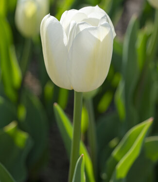 Tulipe Chantilly
