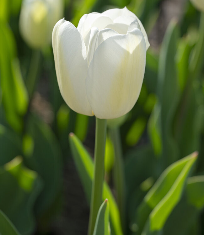 Tulipe Chantilly