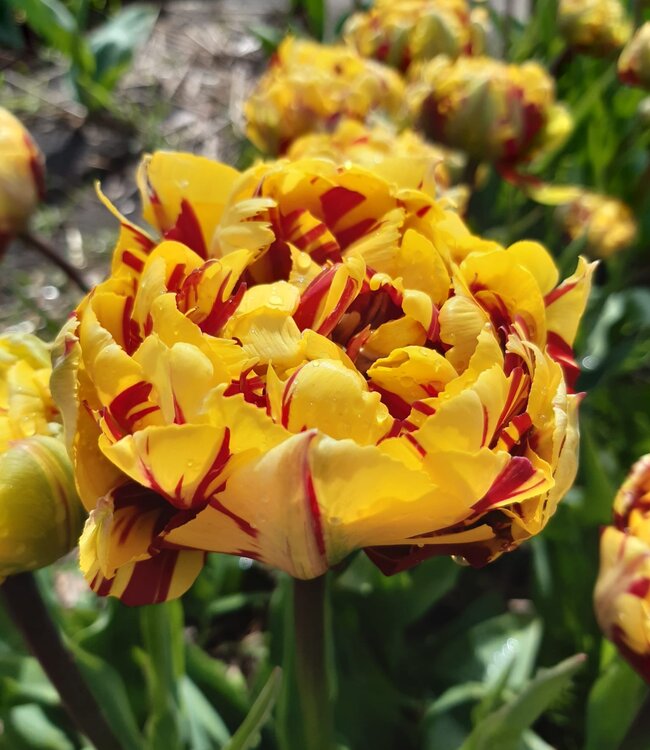 Tulp El Cid Double
