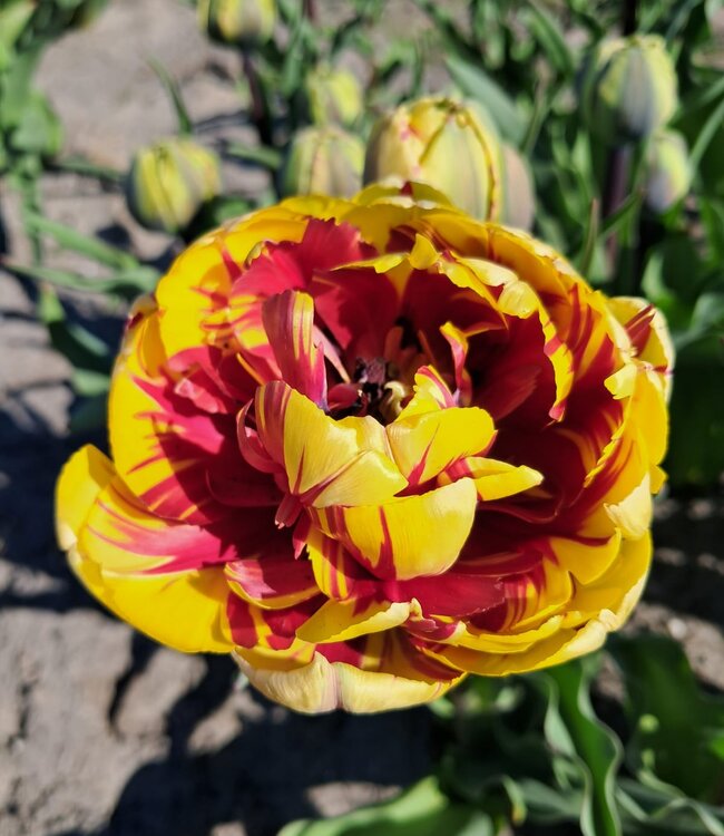 Tulipa El Cid Double