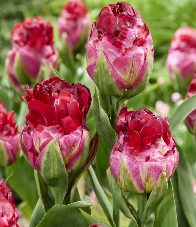 Tulipa Ice Cream Cranberry