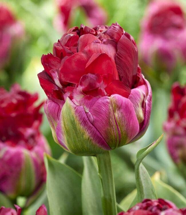 Tulipan Ice Cream Cranberry