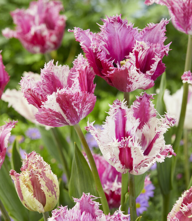 Tulipa Purple Circus