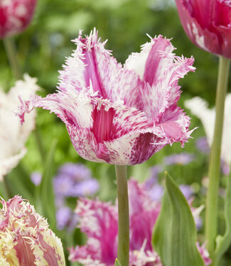 Tulipe Purple Circus