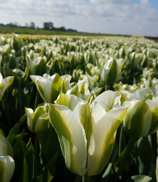 Tulipa Green Day